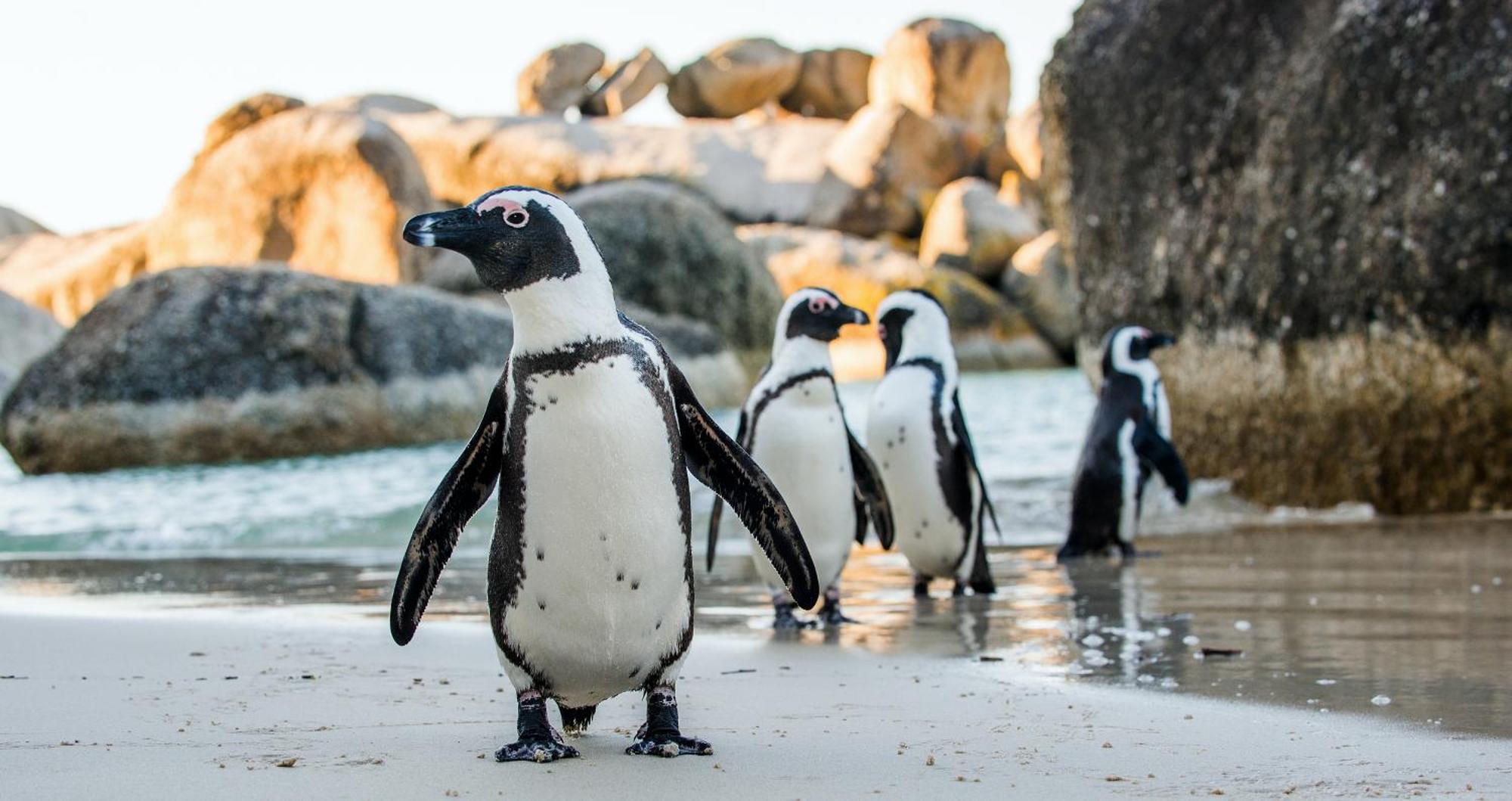 Ocean Vibes Hotel Cape Town Bagian luar foto
